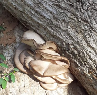 Champignons de la Ferme Aménopé Togo Permaculture