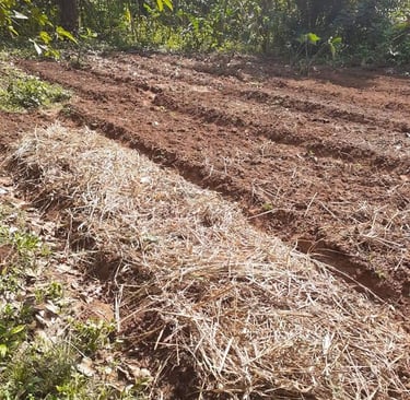 Formations Permaculture à la Ferme Aménopé Togo