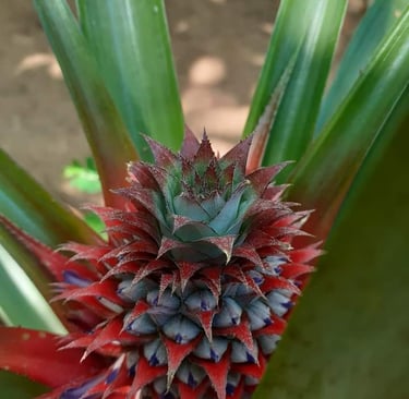 Jeune ananas à la Ferme Aménopé Togo