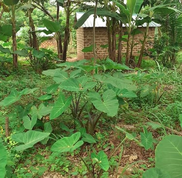 Les maisons de la Ferme Aménopé Togo