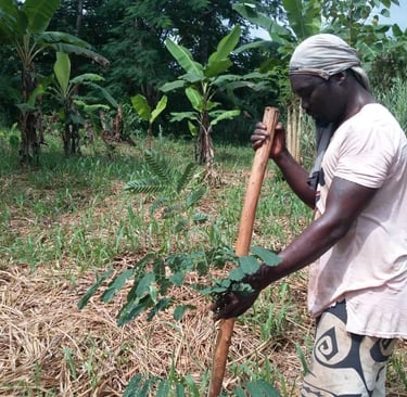 Yao plante des arbres à la Ferme Aménopé Togo Permaculture