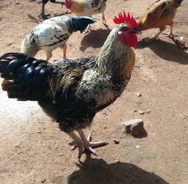 Devenir volontaire dans l'élevage à la Ferme Aménopé Togo Permaculture