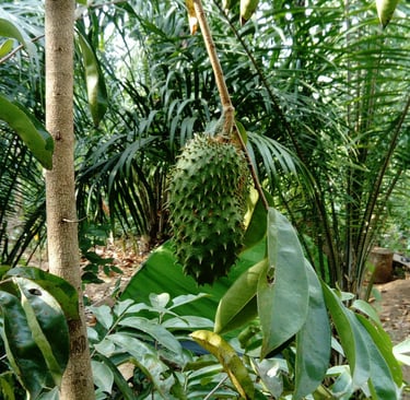 Fruit du Corrossol à la Ferme Aménopé Togo Permaculture