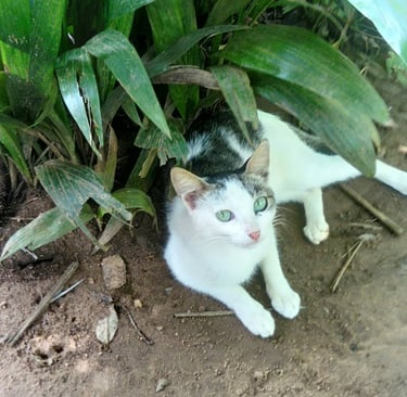 Les chats indispensables à la Ferme Aménopé Togo Permaculture