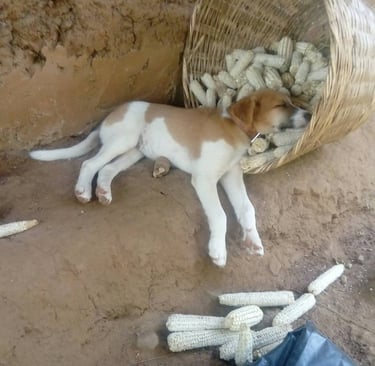 Les chiens de la Ferme Aménopé Togo Permaculture