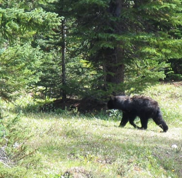 a black bear walking out of the woods
