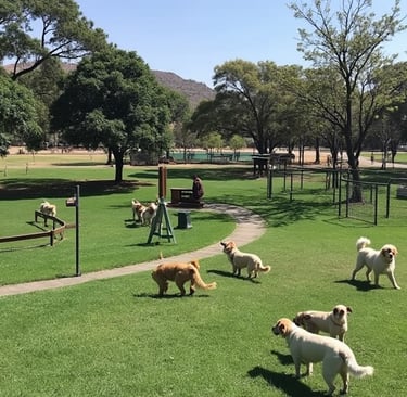 a group of dogs are playing in a park