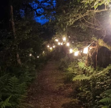 Magical lights light a path through a temperate rainforest. 