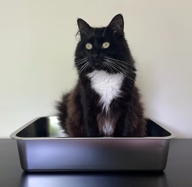 stainless steel litter boxes Australia