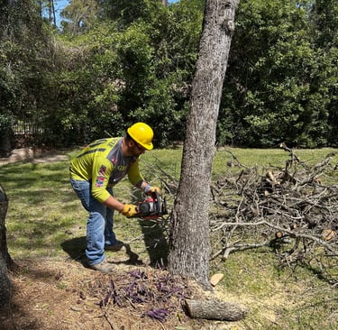 Preventative maintenance to remove a tree leaning towards a house