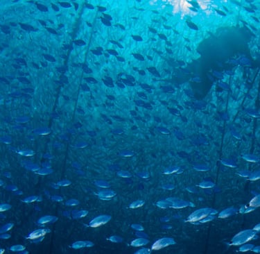 a group of fish in the ocean with a person in the water