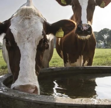 FrieslandCampina Milk Price set at €70.58 for August 2025