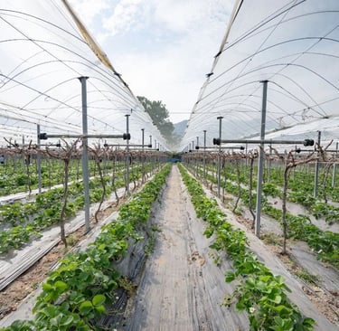 Japan vegetable prices increase due to heatwave in August 2025