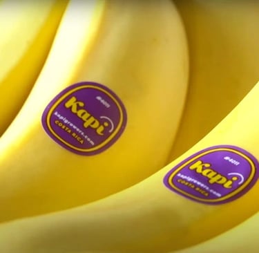 a bunch of bananas with logo of Kapi Kapi Growers are sitting on a table