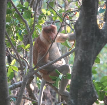 Proboscis monkey in the wild