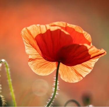 Nature, dance, music, walks