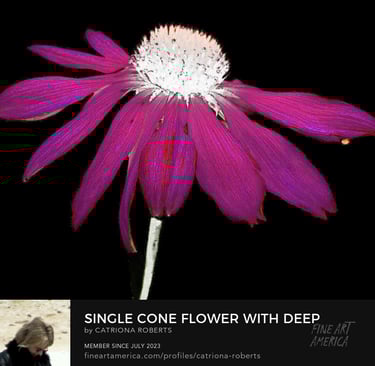 Digital image of an artistic representation of Cone flower on a dark abstract background.