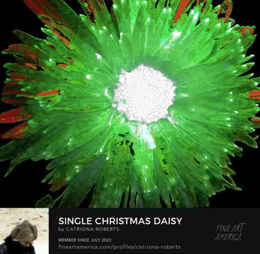Digital image featuring the Single Christmas Daisy mixed medium digital art design. 