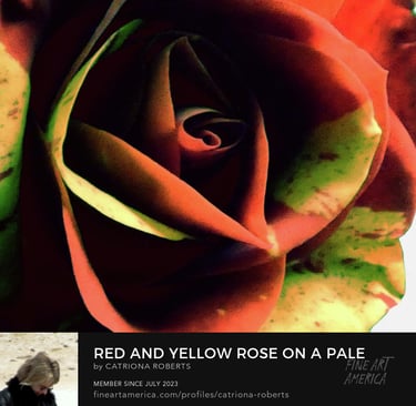 Digital image Yellow Rose on a Pale Abstract Background.