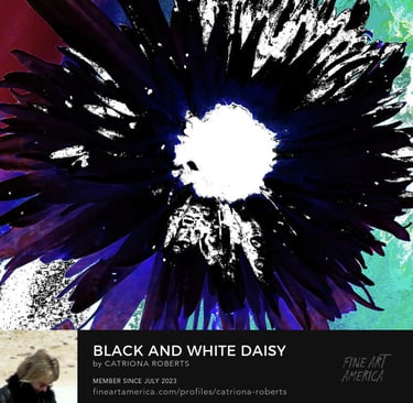 Digital image of floral digital art design Black and White Daisy on a Coloured Abstract Background