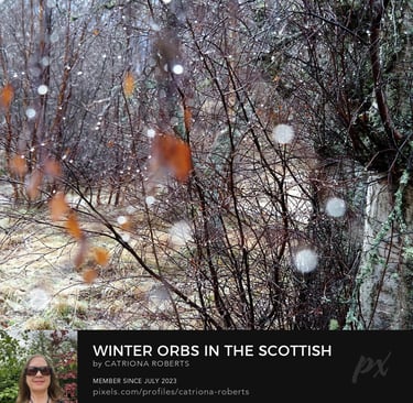 Water droplets on bare birch tree branches with patches of frost on the ground.
