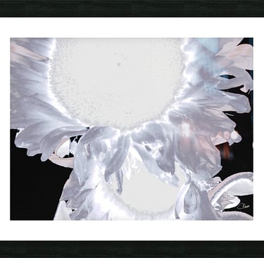 Art print featuring an artistic interpretation of Silver Sunflowers. 