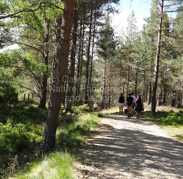 Photograph of people walking in a forest.