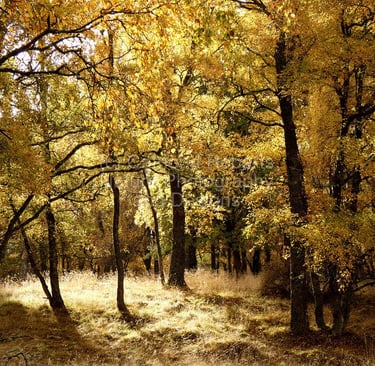 a forest scene with a path through the trees