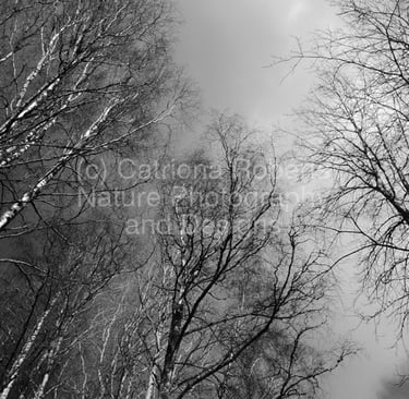 Digital image of  Scottish Highlands Early March Birch Tree Canopy in High Contrast Black and White