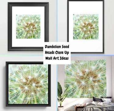 Four prints featuring the design Dandelion Seed Heads Close Up 