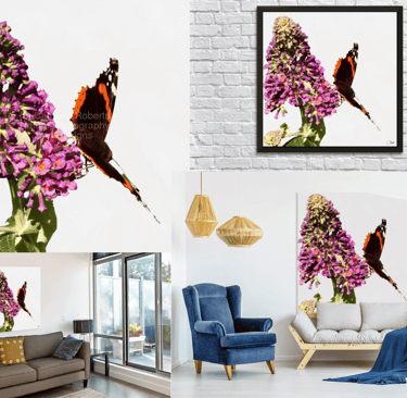 Digital image featuring a Butterfly on a Buddleia Bush with a pale background.