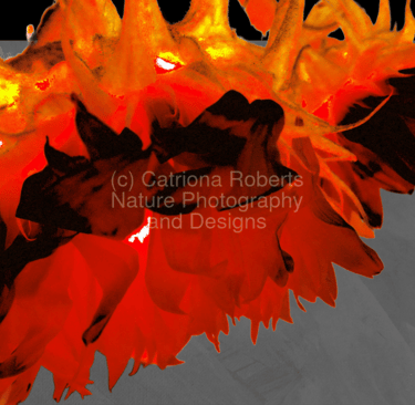 Artistic digital image of Sunflowers with bent heads.