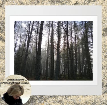Digital image featuring Scottish Highland's Pine Forest Misty Scene in Afterglow Art Print