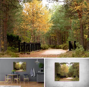photo of forest above and on prints on a wall above a table and on an exhibition wall below