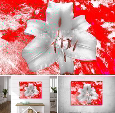 Digitally enhanced Lily Flower on an abstract background.