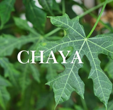 chaya