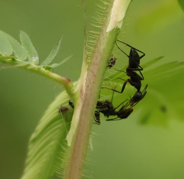 Two black ants are touching antennae on a closed leaflet of a touch-me-not plant.