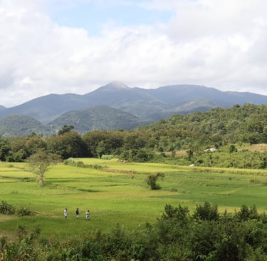 A photo showing green rice fields with hills in the background.