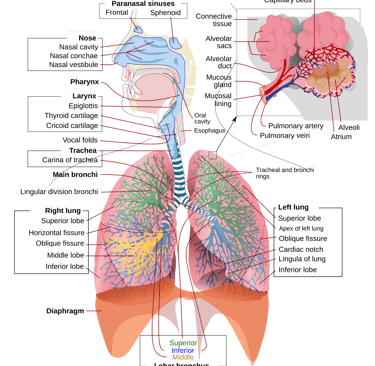 Pulmonology