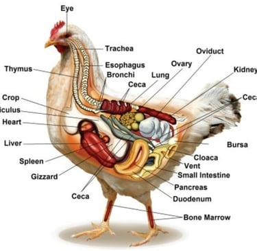 Poultry Medicines ... Antibiotics ... Nutritional Supplement ... Anticoccidial ... Anthelmintic ... 