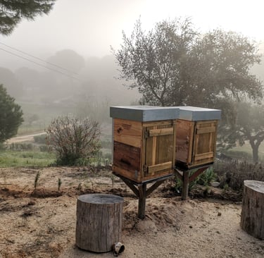 Colmeias na Terra das Abelhas