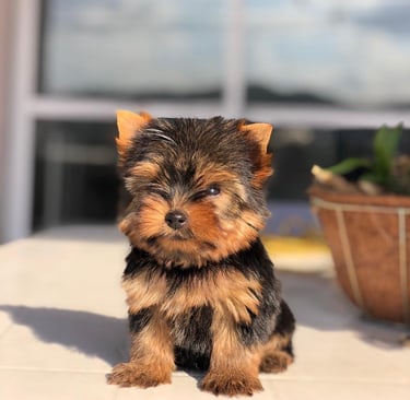 Yorkshire Terrier pequeno vacinado e saudável no Pipper Dog Canil Premium