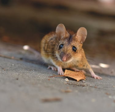 a mouse sits on the ground 