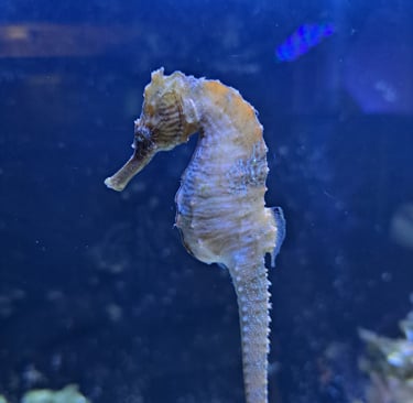 Seahorse