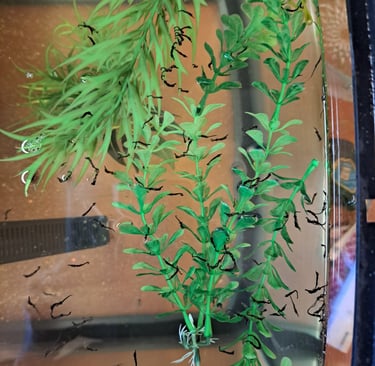 Baby Seahorses