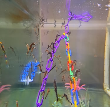 Baby Seahorses