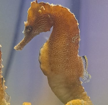 Male seahorse