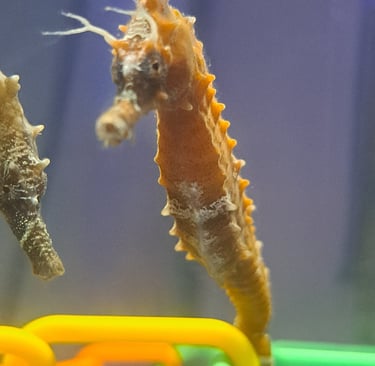 Seahorse