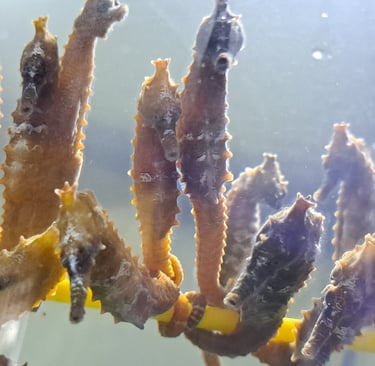 Seahorses