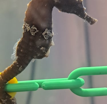 Female Seahorse